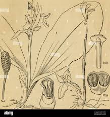 Attēlu rezultāti vaicājumam “Triglochin palustre flower”