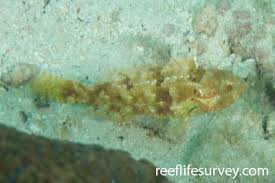 Image result for Sparisoma amplum