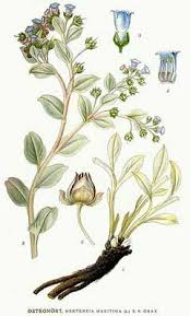 Attēlu rezultāti vaicājumam “Anthyllis maritima leaf”