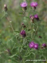 Image result for Centaurea nigra