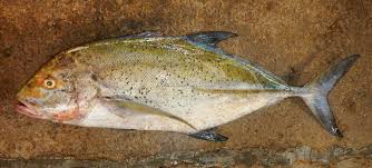 Image result for Caranx melampygus