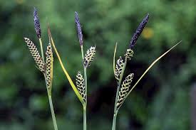 Attēlu rezultāti vaicājumam “Carex nigra”