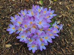 Attēlu rezultāti vaicājumam “Crocus tommasinianus”