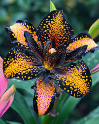 Image result for Tacca chantrieri