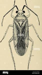 Attēlu rezultāti vaicājumam “Capsus ater”