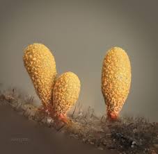 Attēlu rezultāti vaicājumam “Cribraria rubiginosa spores”