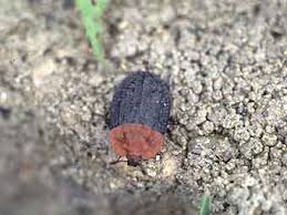 Attēlu rezultāti vaicājumam “Oiceoptoma thoracicum”