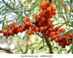 Attēlu rezultāti vaicājumam “Hippophae rhamnoides female flower”
