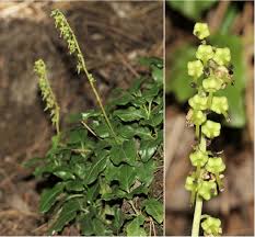 Attēlu rezultāti vaicājumam “Orthilia secunda fruit”