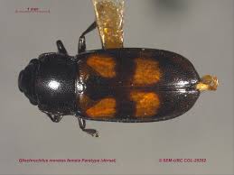 Attēlu rezultāti vaicājumam “Glischrochilus hortensis”