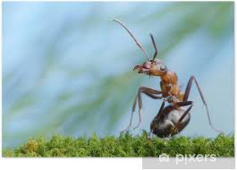 Attēlu rezultāti vaicājumam “Formica rufa”