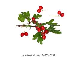 Attēlu rezultāti vaicājumam “Crataegus monogyna fruit”