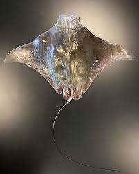 Image result for Rhinoptera brasiliensis