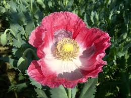 Attēlu rezultāti vaicājumam “Papaver somniferum flower”