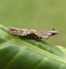 Attēlu rezultāti vaicājumam “Hypatima rhomboidella”