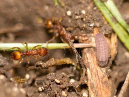 Attēlu rezultāti vaicājumam “Phengaris arion upperside”