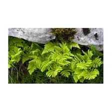 Attēlu rezultāti vaicājumam “Gymnocarpium robertianum”