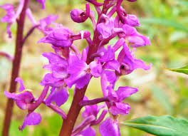 Attēlu rezultāti vaicājumam “Orchis mascula flower”