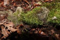 Attēlu rezultāti vaicājumam “Taxiphyllum wissgrillii”