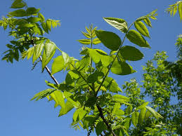 Attēlu rezultāti vaicājumam “Juglans nigra”
