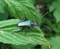 Attēlu rezultāti vaicājumam “Gaurotes virginea”