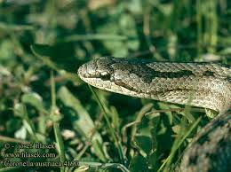 Attēlu rezultāti vaicājumam “Coronella austriaca”