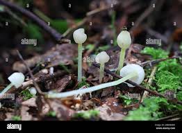 Attēlu rezultāti vaicājumam “Mycena epipterygia”