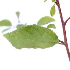 Attēlu rezultāti vaicājumam “Prunus spinosa leaf”