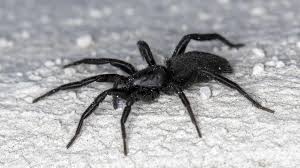 Attēlu rezultāti vaicājumam “Gnaphosidae”