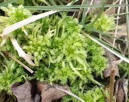 Attēlu rezultāti vaicājumam “Sphagnum squarrosum”