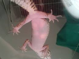 Image result for gravidity leopard gecko