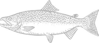 Image result for Oncorhynchus keta