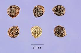 Attēlu rezultāti vaicājumam “Papaver argemone bud”