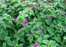 Image result for Mirabilis jalapa