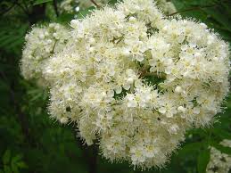 Attēlu rezultāti vaicājumam “Sorbus aucuparia flower”