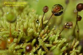 Attēlu rezultāti vaicājumam “Philonotis”