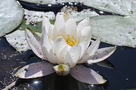 Attēlu rezultāti vaicājumam “Nymphaea candida”