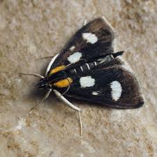 Attēlu rezultāti vaicājumam “Anania funebris”