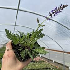 Image result for Salvia nemorosa