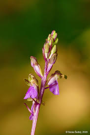 Attēlu rezultāti vaicājumam “Orchis mascula bud”