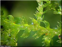 Attēlu rezultāti vaicājumam “Lepidozia reptans”