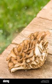 Attēlu rezultāti vaicājumam “Grifola frondosa”