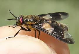 Attēlu rezultāti vaicājumam “Chrysops”