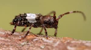 Attēlu rezultāti vaicājumam “Pogonocherus hispidulus”