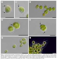 Attēlu rezultāti vaicājumam “Chlorophyta”