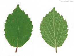 Attēlu rezultāti vaicājumam “Cnidium dubium leaf”