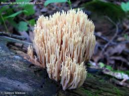 Attēlu rezultāti vaicājumam “Ramaria stricta”