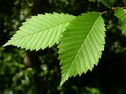 Attēlu rezultāti vaicājumam “Ulmus laevis leaf”