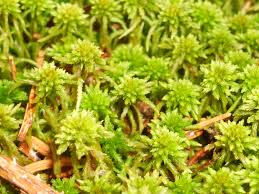 Attēlu rezultāti vaicājumam “Sphagnum flexuosum”