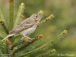 Attēlu rezultāti vaicājumam “Anthus trivialis adult”